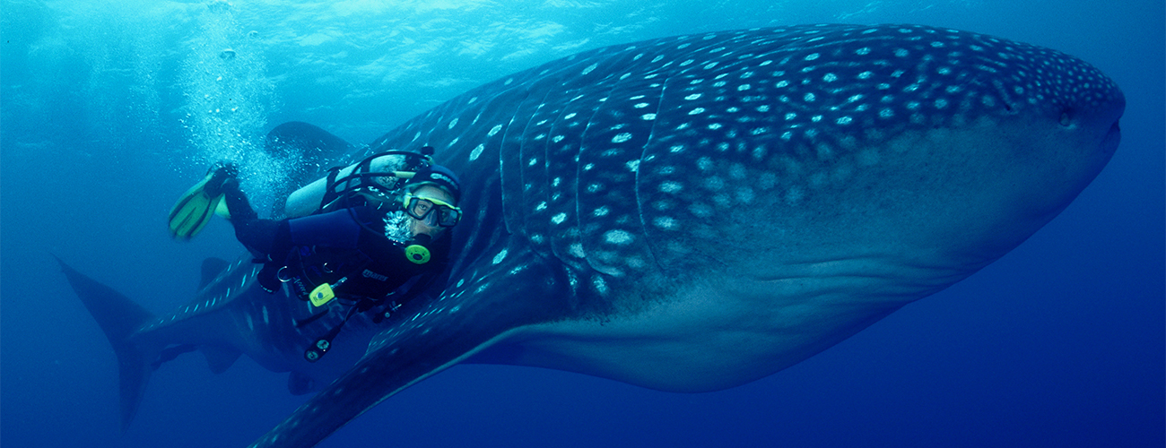 Whale Shark