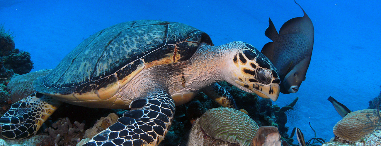 Sea Turtle