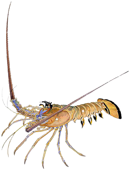 Spiny Lobster